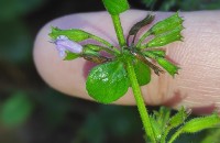 Clinopodium nepeta (L.) KuntzeClinopodium nepeta (L.) Kuntze