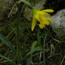 Narcissus asturiensis (Jord.) PugsleyNarcissus minor L. subsp. asturiensis (Jord.) Barra & G. López