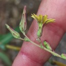 Lactuca serriola L.Lactuca serriola L.