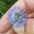 Jasione montana L.Jasione montana L.