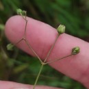 Spergula arvensis L.Spergula arvensis L.