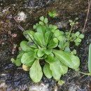 Samolus valerandi L.Samolus valerandi L.