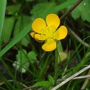 Ranunculus repens L.Ranunculus repens L.