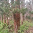 Pinus radiata D. DonPinus radiata D. Don