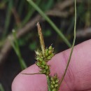 Carex pilulifera L.Carex pilulifera L.
