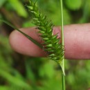 Carex laevigata Sm.Carex laevigata Sm.