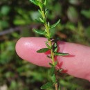 Daboecia cantabrica (Huds.) C. KochDaboecia cantabrica (Huds.) C. Koch