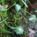 Eichhornia crassipes (Mart.) SolmsEichhornia crassipes (Mart.) Solms