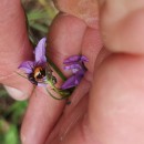 Synema globosum (Fabricius, 1775)Synema globosum (Fabricius, 1775)