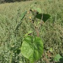 Abutilon theophrasti Medik.Abutilon theophrasti Medik.