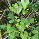 Dioscorea communis (L.) Caddick & WilkinDioscorea communis (L.) Caddick & Wilkin