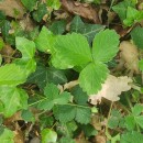 Potentilla sterilis (L.) GarckePotentilla sterilis (L.) Garcke