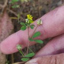 Trifolium dubium Sibth.Trifolium dubium Sibth.