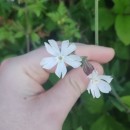 Silene latifolia Poir.Silene latifolia Poir.