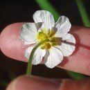 Ranunculus peltatus Schrank subsp. peltatusRanunculus peltatus Schrank subsp. peltatus