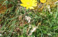 Arnica montana  L.Arnica montana  L.