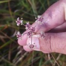 Peucedanum lancifolium LangePeucedanum lancifolium Lange