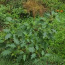 Datura stramonium L.Datura stramonium L.