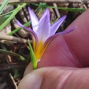 Romulea clusiana (Lange) NymanRomulea clusiana (Lange) Nyman