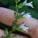 Clinopodium nepeta (L.) KuntzeClinopodium nepeta (L.) Kuntze