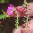 Erica tetralix L.Erica tetralix L.