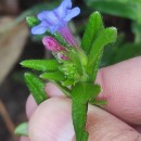 Glandora prostrata (Loisel.) D.C.ThomasGlandora prostrata (Loisel.) D.C.Thomas