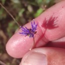 Jasione montana L.Jasione montana L.