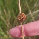 Juncus conglomeratus L.Juncus conglomeratus L.