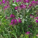 Matthiola incana (L.) R. Br.Matthiola incana (L.) R. Br.