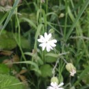 Silene latifolia Poir.Silene latifolia Poir.