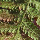 Leptogramma pozoi (Lag.) HeywoodLeptogramma pozoi (Lag.) Heywood