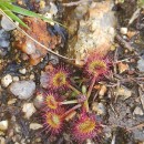 Drosera rotundifolia L.Drosera rotundifolia L.