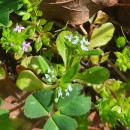 Valerianella locusta (L.) Laterrade subsp. locustaValerianella locusta (L.) Laterrade subsp. locusta