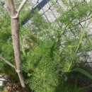 Foeniculum vulgare Mill.Foeniculum vulgare Mill.