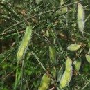 Cytisus scoparius (L.) LinkCytisus scoparius (L.) Link