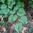 Tilia americana L.Tilia americana L.