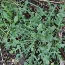 Centaurea corcubionensis M. LaínzCentaurea corcubionensis M. Laínz