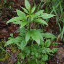 Eupatorium cannabinum L.Eupatorium cannabinum L.