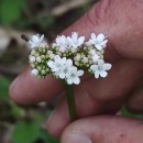 Valeriana dioica L.Valeriana dioica L.