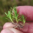 Thymus caespititius Brot.Thymus caespititius Brot.