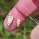 Briza maxima L.Briza maxima L.