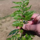 Asplenium adiantum-nigrum  L.Asplenium adiantum-nigrum  L.