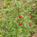 Ruscus aculeatus L.Ruscus aculeatus L.