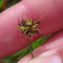 Luzula campestris (L.) DC.Luzula campestris (L.) DC.