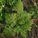 Davallia canariensis (L.) Sm.Davallia canariensis (L.) Sm.