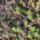 Sedum anglicum Huds.Sedum anglicum Huds.