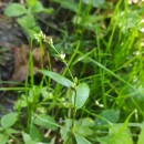 Persicaria hydropiper (L.) SpachPersicaria hydropiper (L.) Spach