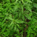 Eupatorium cannabinum  L.Eupatorium cannabinum L.