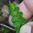 Hypericum humifusum L.Hypericum humifusum L.