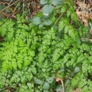 Chaerophyllum temulum L.Chaerophyllum temulum L.